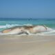 animais mortos em praias - Petrobras