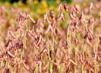 AgroBrasília apresenta sementes carregadas de tecnologia e produtividade AgroBrasília 2023 - Divulgação