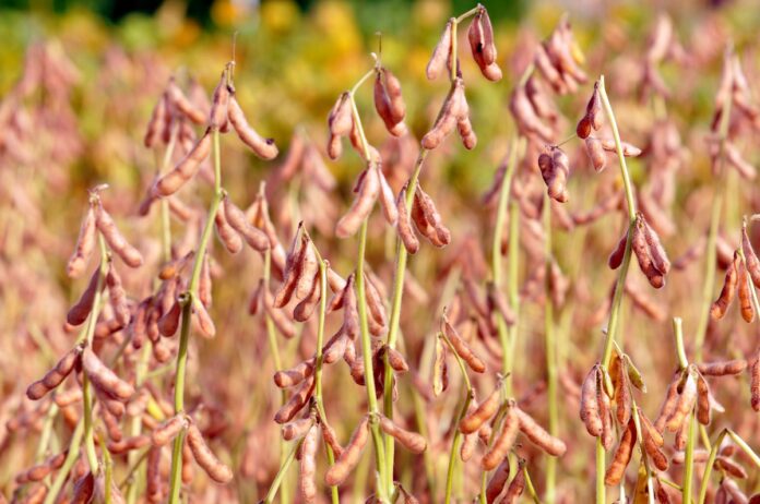 AgroBrasília 2023 - Divulgação AgroBrasília 2023 - Divulgação