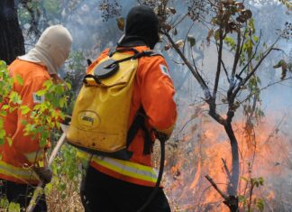 Brasília Ambiental cria Central de Denúncias de Incêndios Florestais Brigadista Florestal