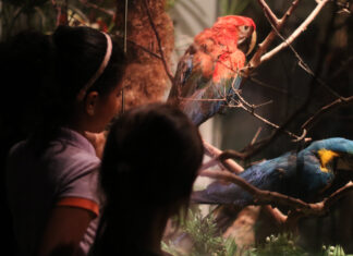 Visitantes já podem se inscrever para participar do Zoo Noturno Zoo Noturno - Zoológico de Brasília