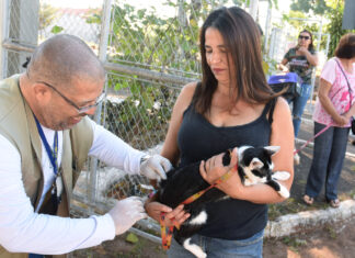 Cães e gatos poderão ser vacinados contra raiva em 88 locais neste sábado (24) Vacinação antirrábica DF
