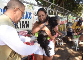 Saúde imunizou mais de 10 mil animais no primeiro dia de vacinação antirrábica Vacinação cães e gatos DF