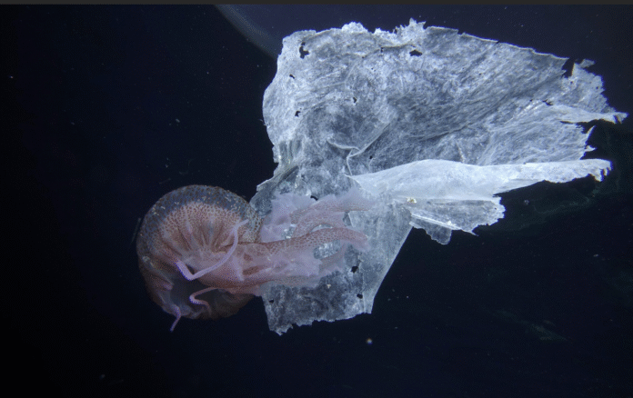 Julho Sem Plástico Julho Sem Plástico