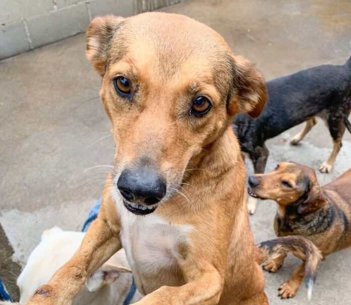 ONG Paraíso dos Focinhos Rio de Janeiro ONG Paraíso dos Focinhos Rio de Janeiro