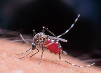 Brasil é o país com o maior número de casos de dengue no mundo, alerta OMS Aedes aegypti