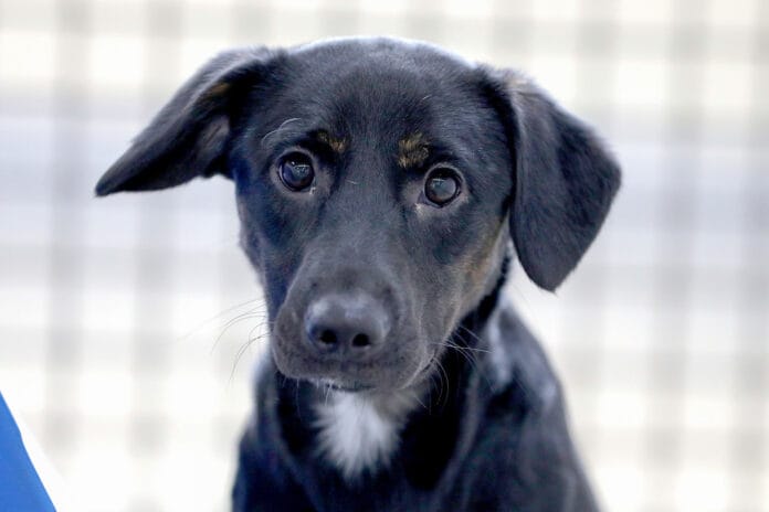 Zoonoses adoção de animais Zoonoses adoção de animais