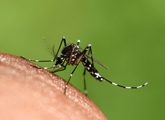 Profissionais da Atenção Primária à Saúde se unem no combate à dengue Dengue mosquito Aedes aegypti