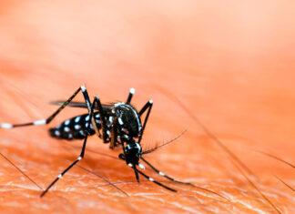 Saiba como eliminar larvas e evitar a proliferação do Aedes Aegypti dengue Aedes