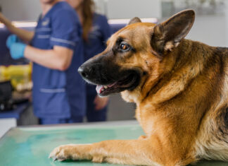 Médica-veterinária destaca prevenção de câncer de mama em cadelas Câncer de mama cadela