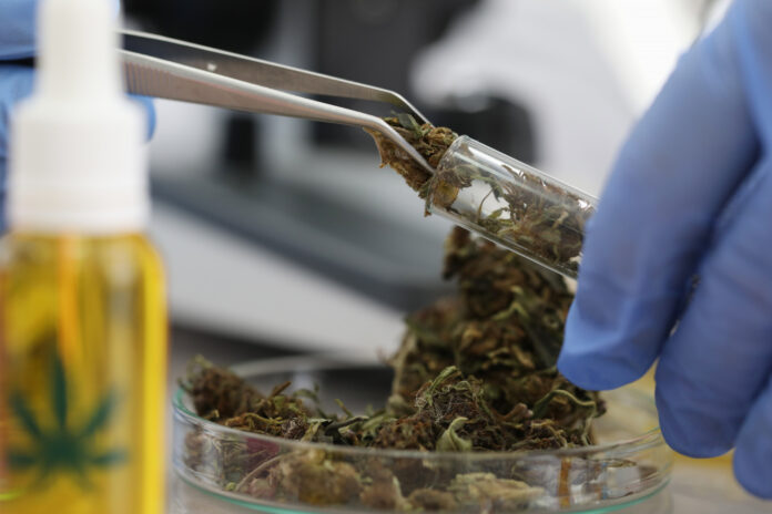 canabidiol câncer canabidiol câncer