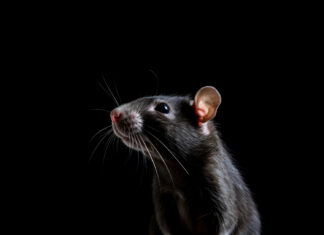 Período de chuvas alerta para cuidados contra a leptospirose Leptospirose