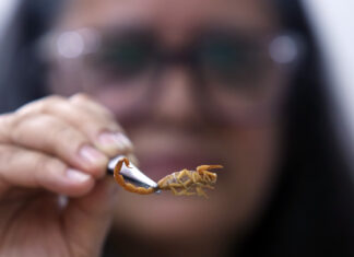 Acidentes com animais peçonhentos aumentam quase 12% no DF animais peçonhentos