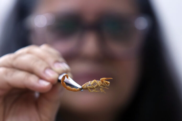 animais peçonhentos animais peçonhentos