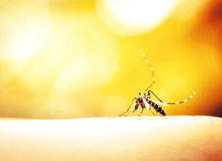 Febre Amarela: entenda os sintomas e transmissão para se proteger febre amarela