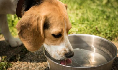 cuidados com animais no calor