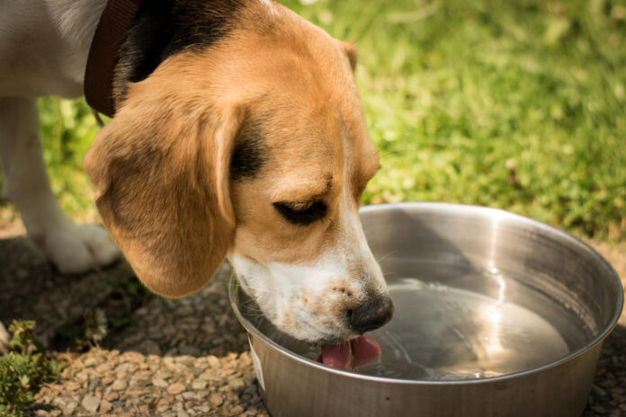 cuidados com animais no calor cuidados com animais no calor