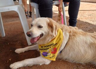 Ação educativa ensina como transportar pets de forma segura