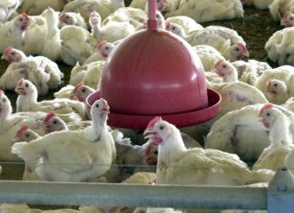 Confirmado caso de gripe aviária em município do RS