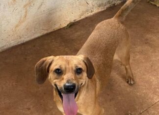 Feirinha de adoção neste sábado (17) busca família para cães