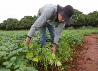 GDF abre edital para assentamento de famílias rurais no Gama