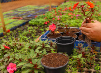 Curso gratuito de qualificação profissional em jardinagem oferecido pela Novacap