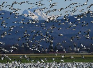 FAO: caso de gripe aviária no Brasil marca nova etapa do vírus