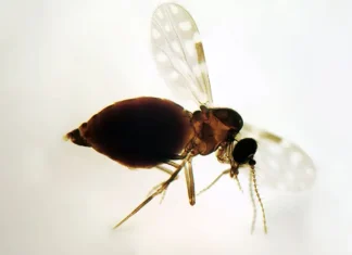 Febre Oropouche se espalha pelo Brasil