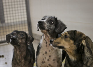 SES-DF promove mutirão de vacinação para cães e gatos