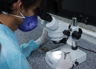 Biofábrica de mosquitos com bactéria que bloqueia dengue