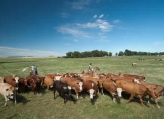 Emissão de metano no Brasil cresce 6% e país falha em cumprir meta climática