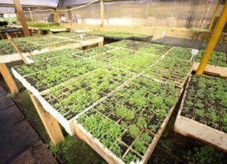 Viveiros da Novacap cultivam milhões de mudas para o DF