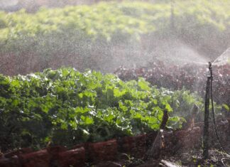 Regularização de terras rurais no DF beneficia 780 famílias