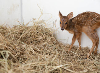 Crescem os resgates de animais silvestres em áreas urbanas