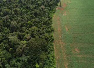 Ibama padroniza informações sobre desmatamento no Brasil