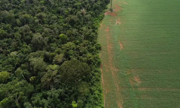 VEGETACAO_© Fernando Frazão:Agência Brasil