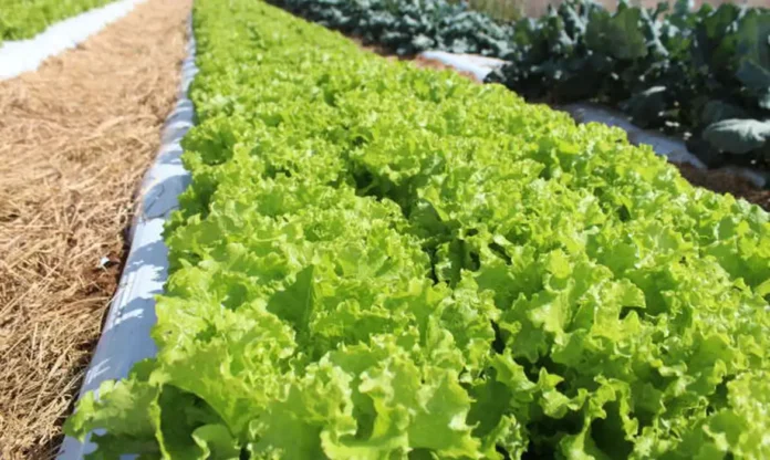 alface_© Italo Ludke:Embrapa