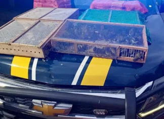 PRF resgata mais de 1 mil aves silvestres