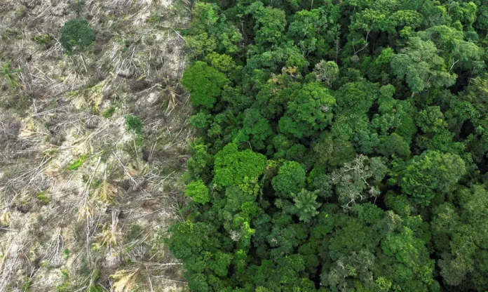 desmatamento_© Reuters:Ueslei Marcelino
