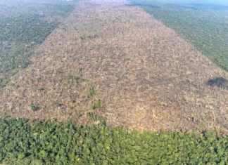 Brasil monitora bioma Amazônia com novo sistema de alerta