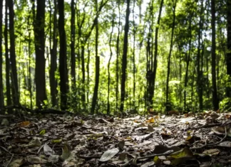 Produção florestal no Brasil e atinge R$ 44,3 bilhões
