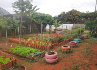 Brasília celebra Dia do Cerrado com JB Fest e doação de mudas