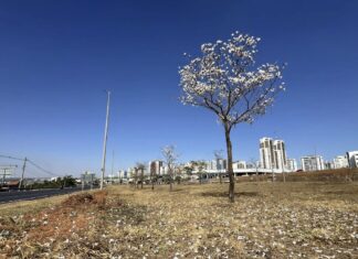 EPTG ganha mais de 2 mil ipês e se tornará corredor colorido no DF