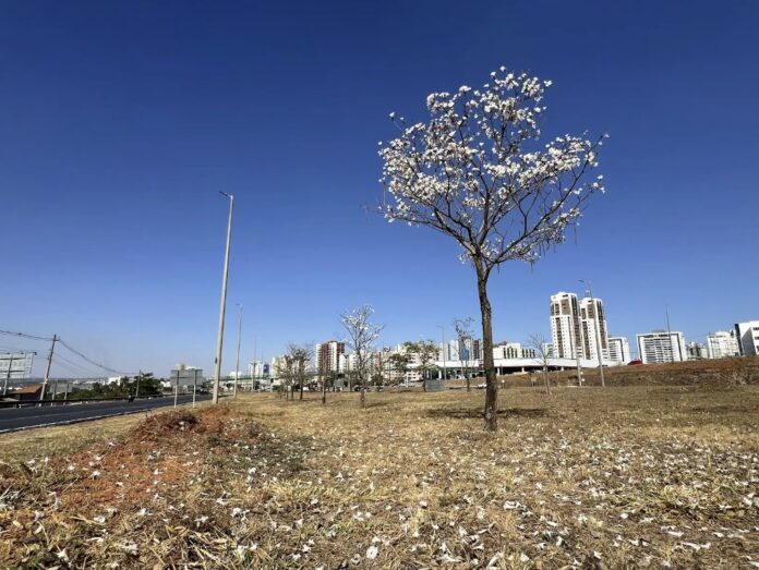 ipe_Novacap:Divulgação