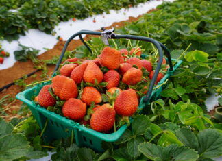 Agricultor de Brazlândia revoluciona produção de morangos