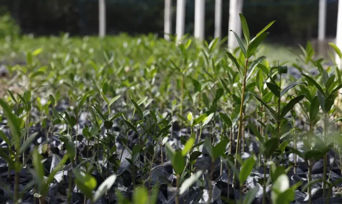 plantas_© Fernando Frazão:Agência Brasil