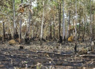 INPE: 2025 tem 5ª maior área queimada desde 2003