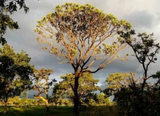 Brasília Ambiental moderniza consultas públicas e amplia participação da sociedade