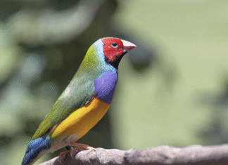 É regulamentada criação e comércio de fauna exótica no DF