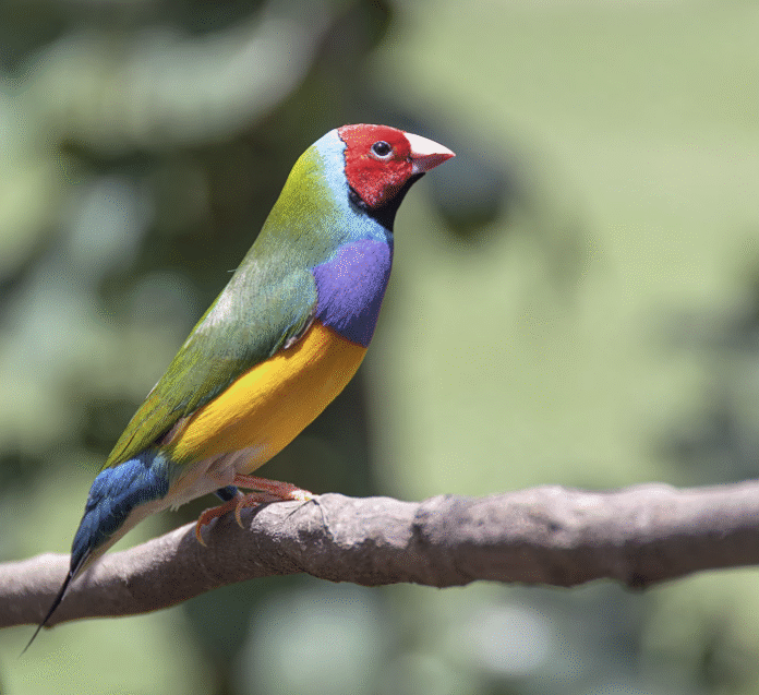 ave silvestre_freepik